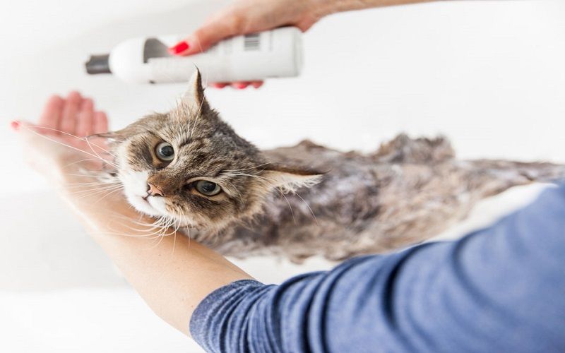 Lưu ý khi sử dụng và bảo quản sữa tắm trị nấm cho mèo