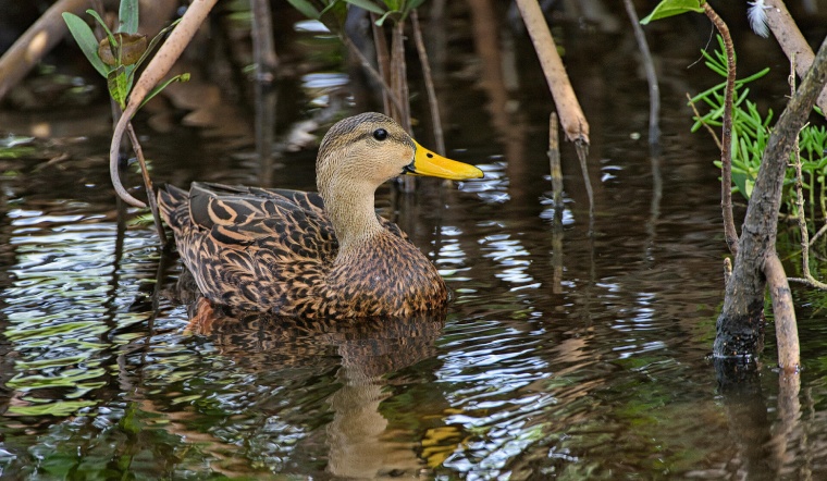 Giá gia cầm hôm nay 24/03/2023: Thêm 1 ngày bình ổn