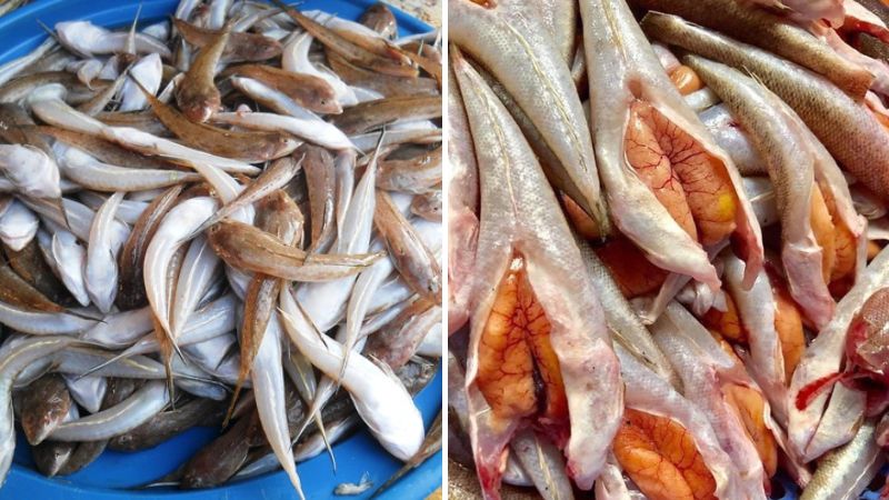 có thể tìm mua cá chai tươi sống tại các chợ hải sản, chợ đầu mối 