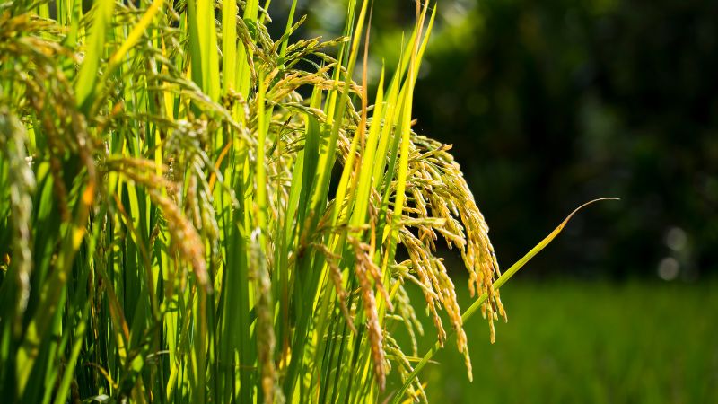 Giá lúa hôm nay 24/3