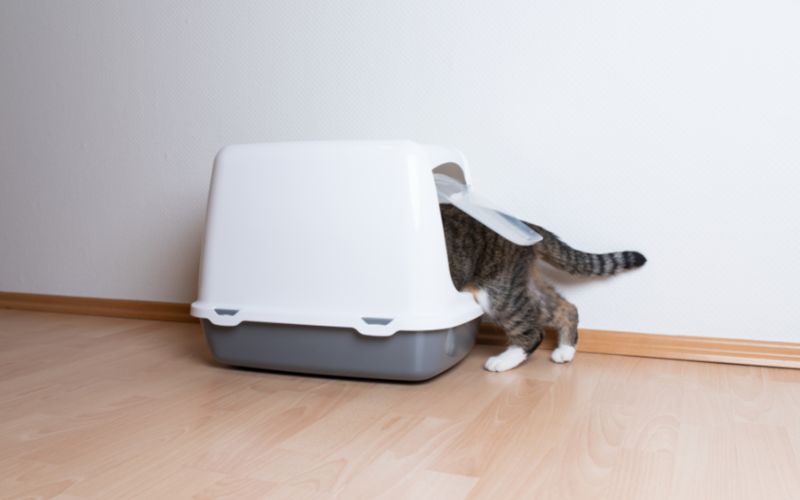Một số câu hỏi thường gặp về cát vệ sinh cho mèo Meo-O Một số câu hỏi thường gặp về cát vệ sinh cho mèo Meo-O
