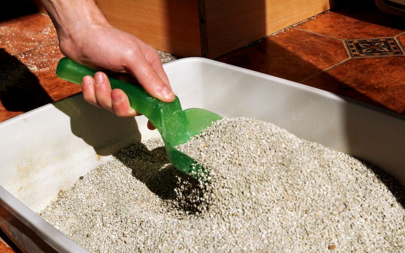 Lợi ích của cát vệ sinh cho mèo Meo-O Lợi ích của cát vệ sinh cho mèo Meo-O