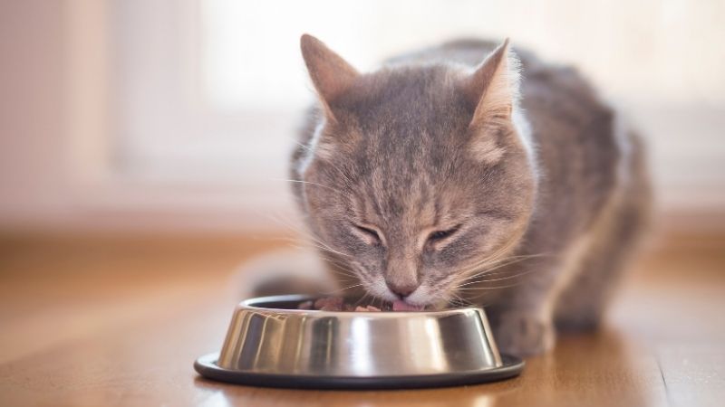  Một số câu hỏi thường gặp về thức ăn ướt cho mèo Meo-O