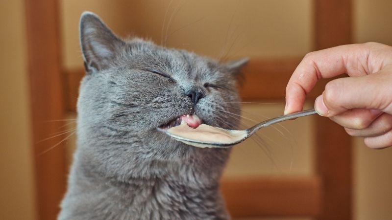 Cách bảo quản thức ăn ướt cho mèo Meo-O