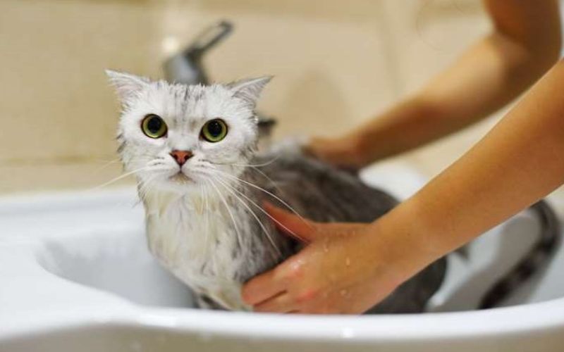 Lưu ý khi sử dụng và bảo quản sữa tắm chó mèo Tropiclean