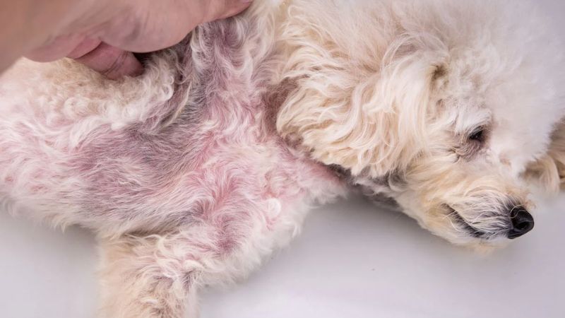 What to do when you discover hair loss in dogs?