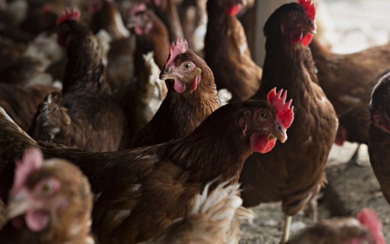 Giá gà hôm nay ngày 25/03