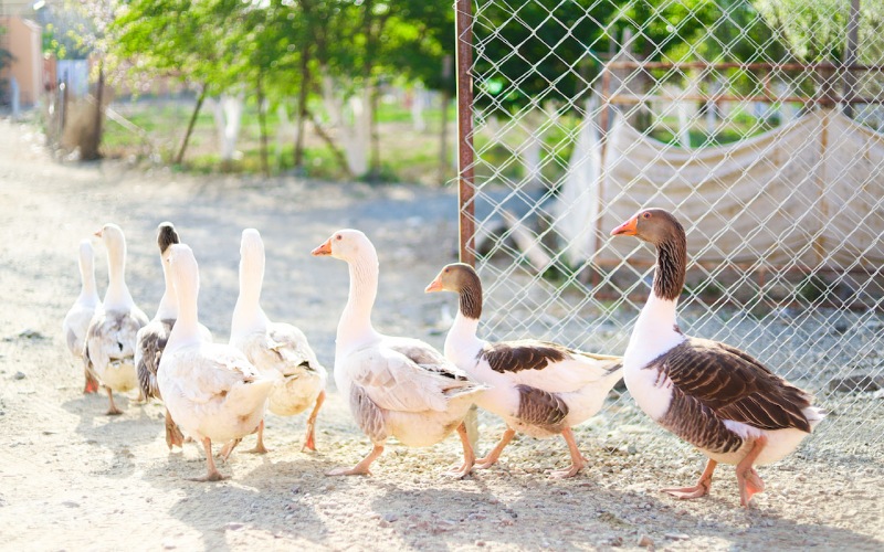 Giá vịt hôm nay ngày 25/03