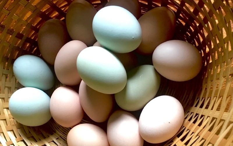 Giá trứng gà hôm nay ngày 25/03