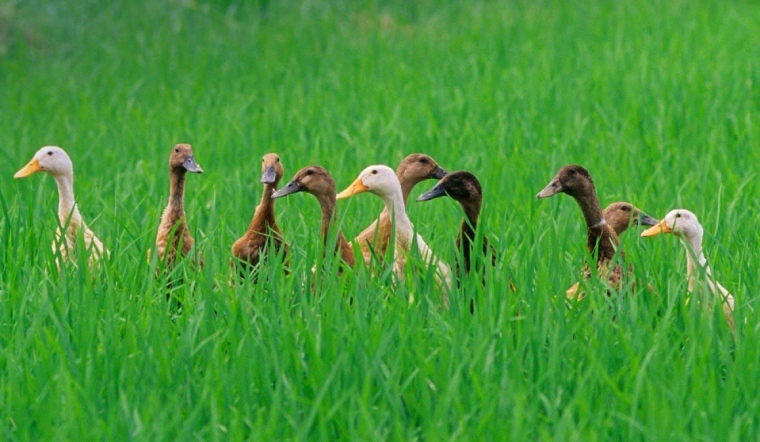 Giá gia cầm hôm nay 25/03/2023: Giá gà Minh Dư và giá vịt có biến động