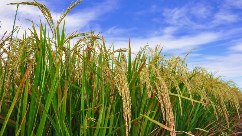 Giá lúa hôm nay 25/3