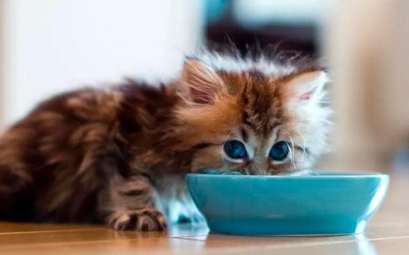 Tnhelearning.edu.vn cung cấp sốt dinh dưỡng cho mèo Aatas Cat chính hãng với mức giá ưu đãi