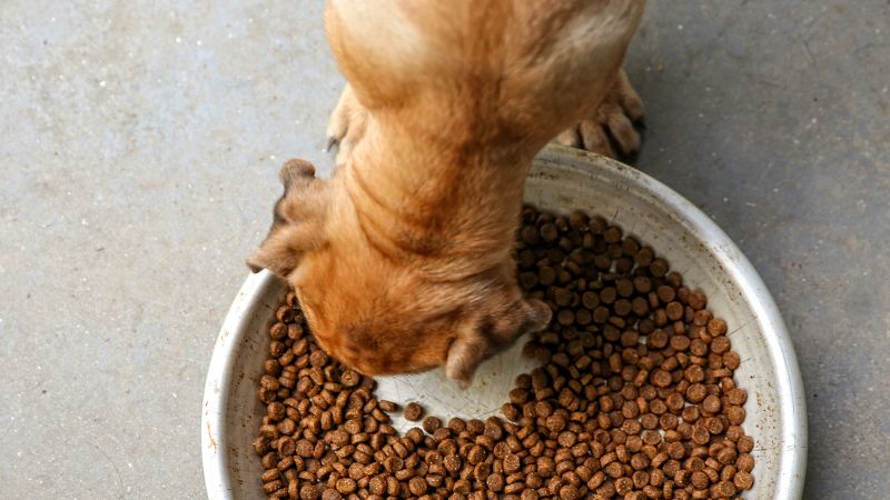 Lợi ích của thức ăn hạt cho chó Zenith