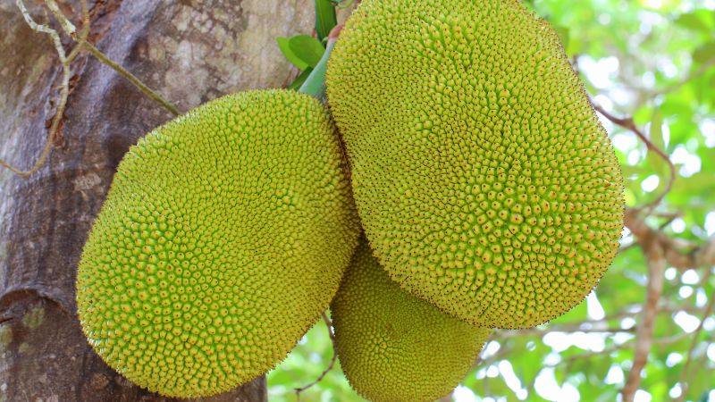 Giá mít Thái hôm nay 25/03/2023