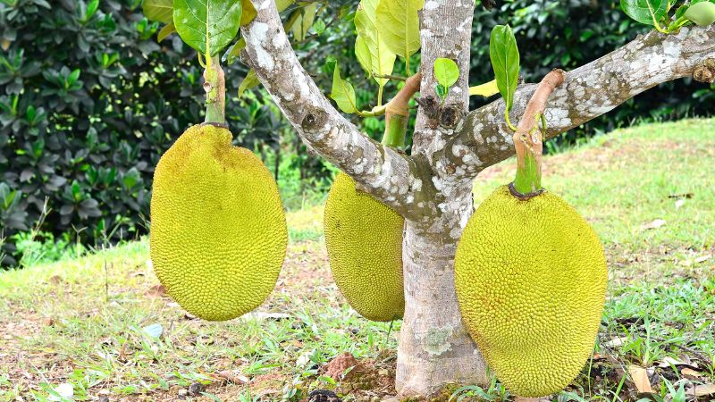 Cách bón phân trước khi làm bông mít nghịch mùa