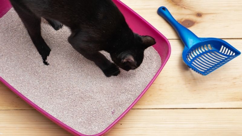Lợi ích của cát vệ sinh cho mèo Aatas Cat