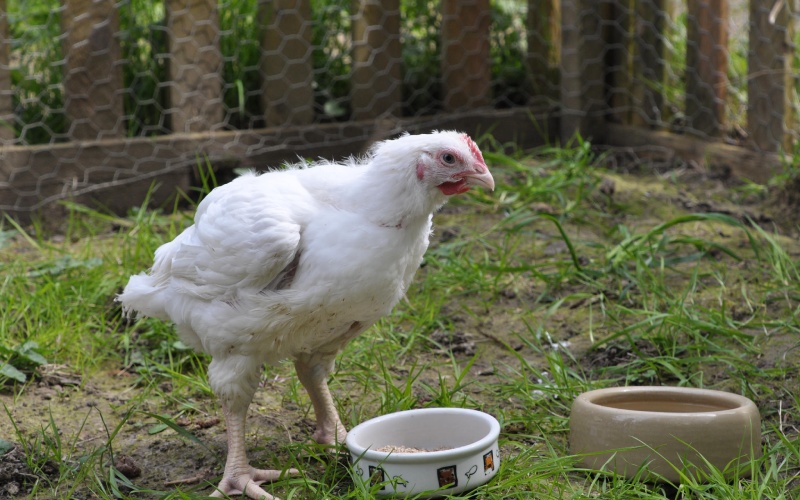 Giá gà hôm nay ngày 27/03