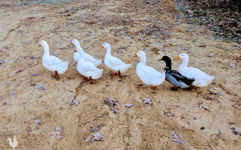 Giá vịt hôm nay ngày 27/03