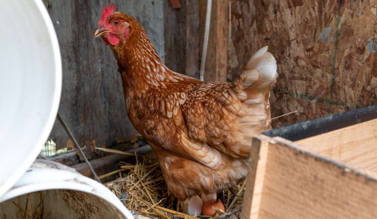 Giá gia cầm hôm nay 27/03/2023: Đầu tuần bình ổn