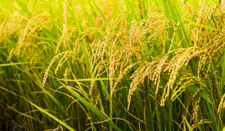 Giá lúa gạo hôm nay 27/3/2023: Tiếp tục duy trì đi ngang