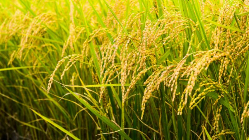 Giá lúa hôm nay 27/3