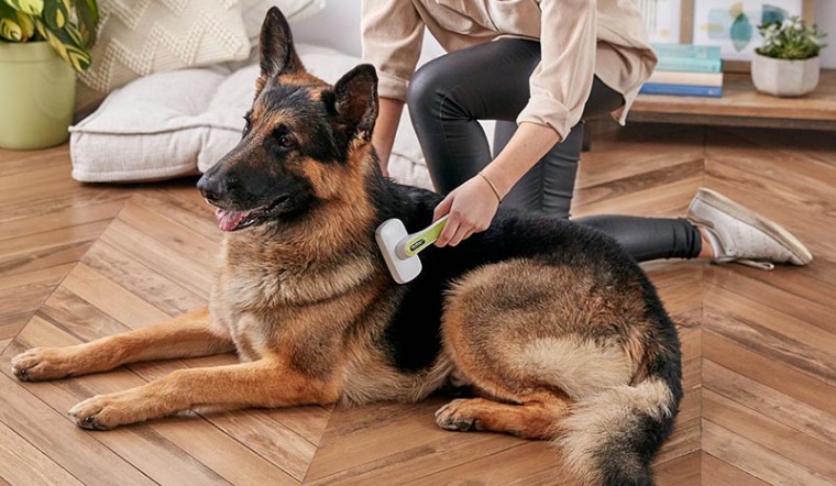 Cách chữa trị chó rụng lông và ngứa hiệu quả, nhanh chóng