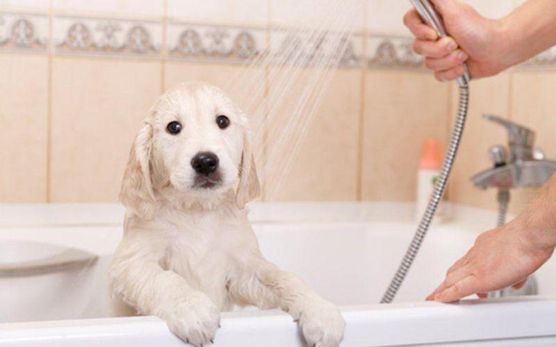 Apply odor-removing spray for dogs