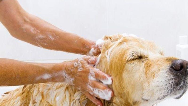 Cách tắm cho chó hết hôi bằng yến mạch và bột soda