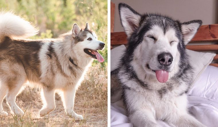 Hướng dẫn cách tắm cho chó Alaska khử mùi hôi hiệu quả