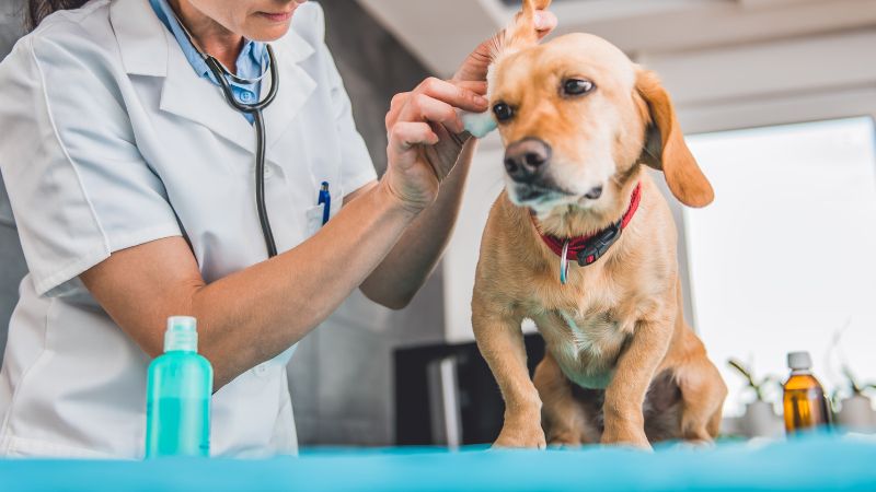 Khi vệ sinh tai, lúc nào cần đem chó gặp bác sĩ?