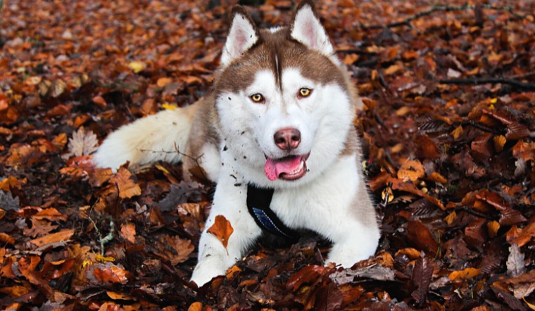 Hướng dẫn cách tắm cho chó Husky sạch sẽ, khử sạch mùi hôi