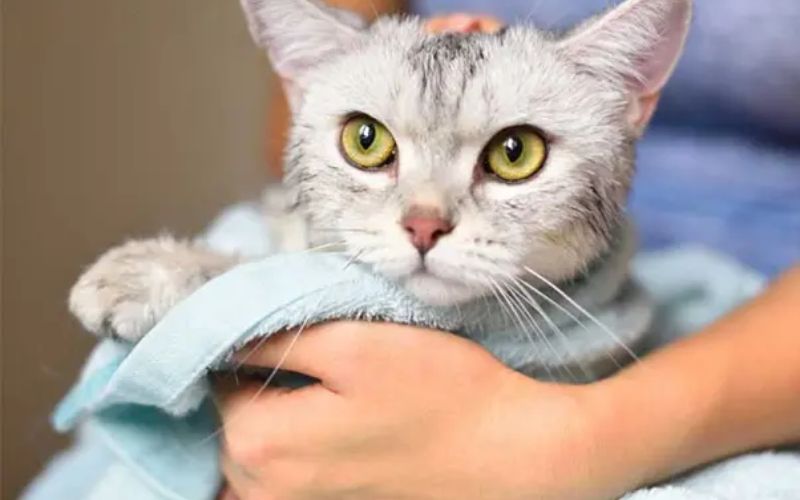 Why should you make cat shampoo at home?