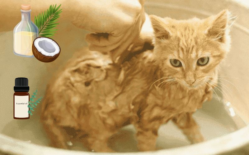 Cách làm sữa tắm cho mèo trị ve rận