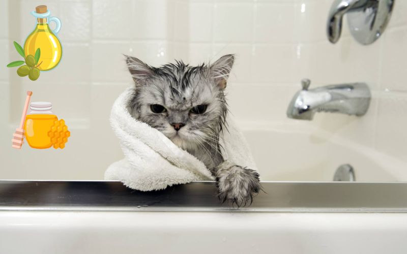 How to make cat shampoo for shiny fur