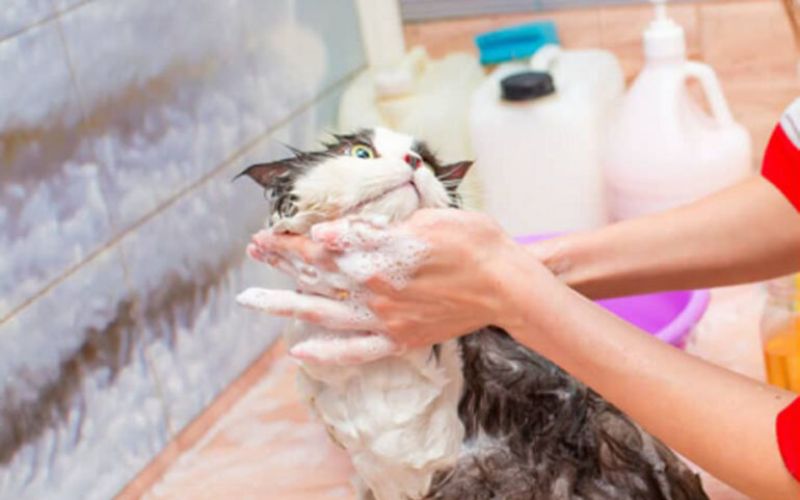 Should you bathe a cat with human shampoo?