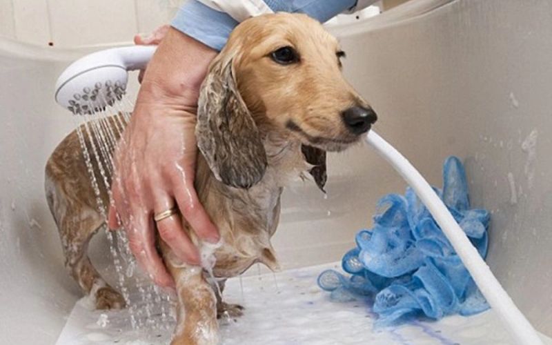 Hướng dẫn cách tắm cho chó con