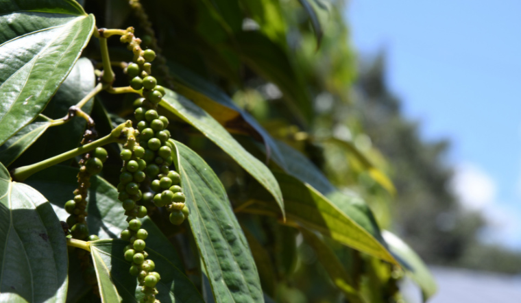 Giá tiêu hôm nay 28/3/2023: Nối dài đà đi ngang