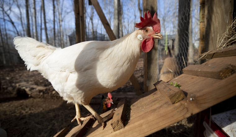 Giá gia cầm hôm nay 28/03/2023: Tiếp tục chững giá