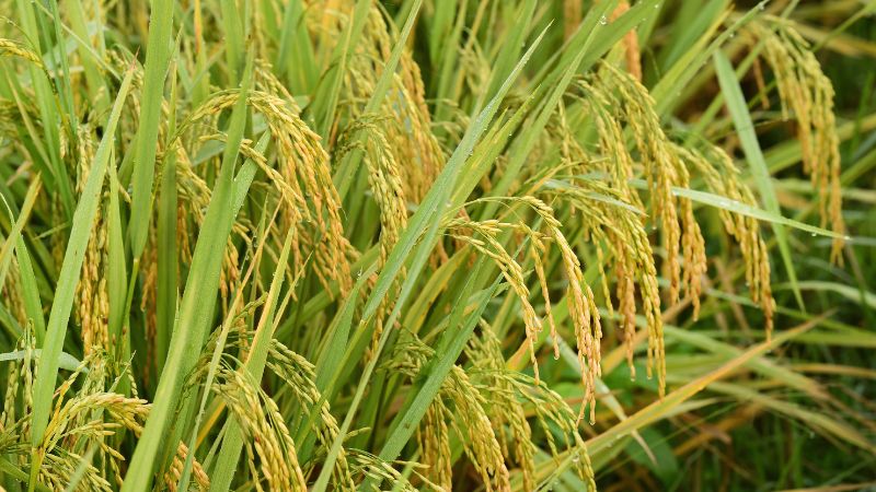 Giá lúa hôm nay 28/3 Giá lúa hôm nay 28/3