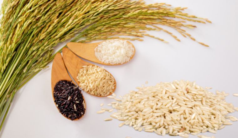 Giá lúa gạo hôm nay 28/3/2023: Gạo thường giảm 500 đồng/kg