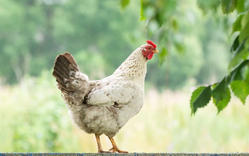 Giá gà hôm nay ngày 29/03 Giá gà hôm nay ngày 29/03