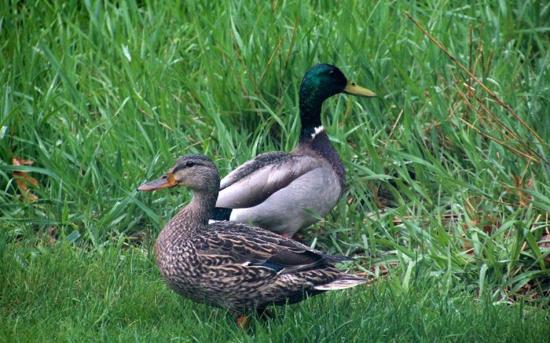 Giá vịt hôm nay ngày 29/03 Giá vịt hôm nay ngày 29/03