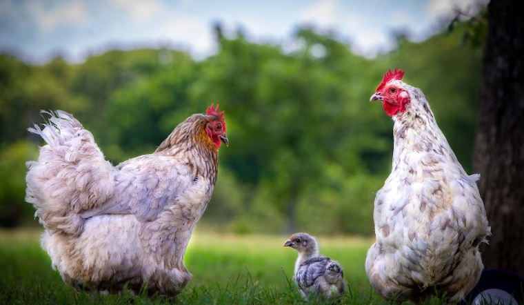 Giá gia cầm hôm nay 29/03/2023: Gà và vịt tăng nhẹ ở một số nơi