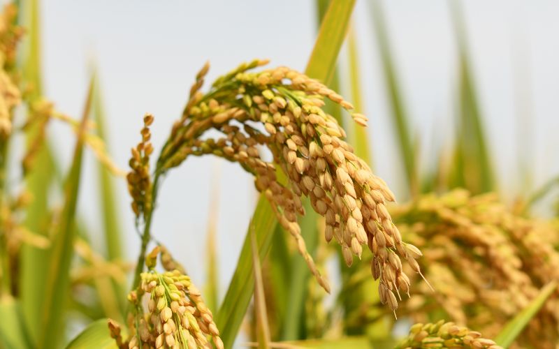 Giá lúa hôm nay 29/3 Giá lúa hôm nay 29/3