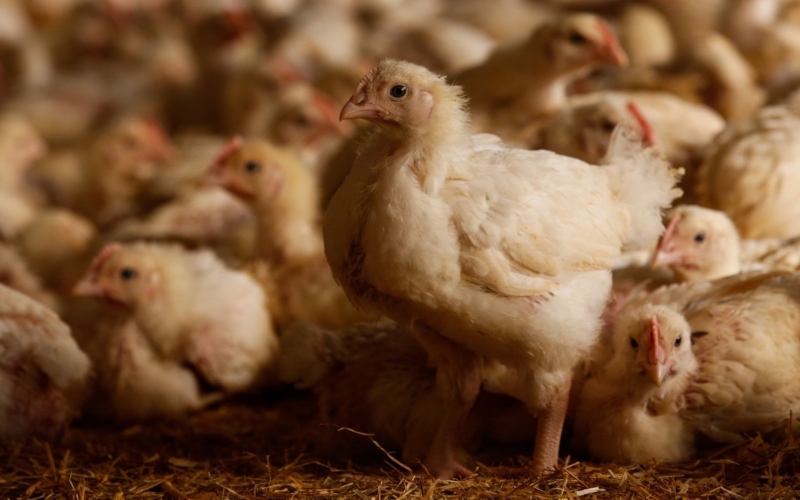 Giá gà hôm nay ngày 30/03