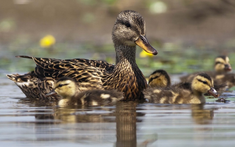 Giá vịt hôm nay ngày 30/03