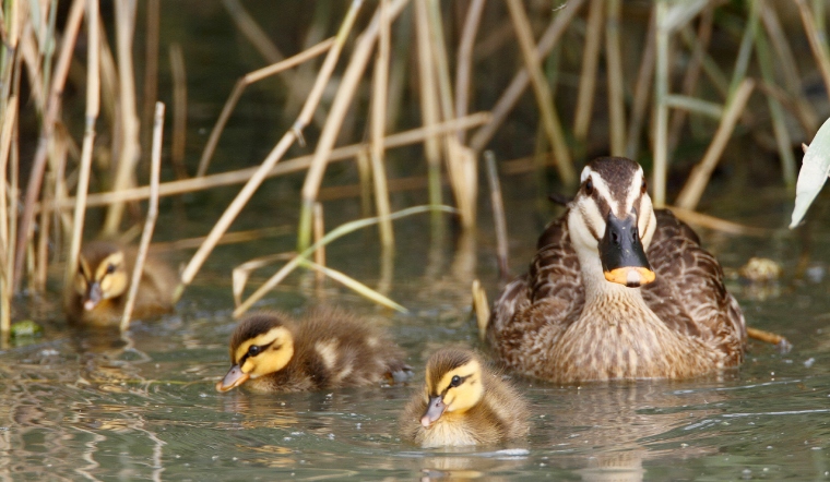 Giá gia cầm hôm nay 30/03/2023: Biểu đồ giá đi ngang