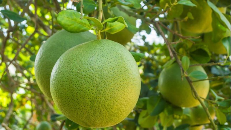 How to choose a delicious and sweet pomelo