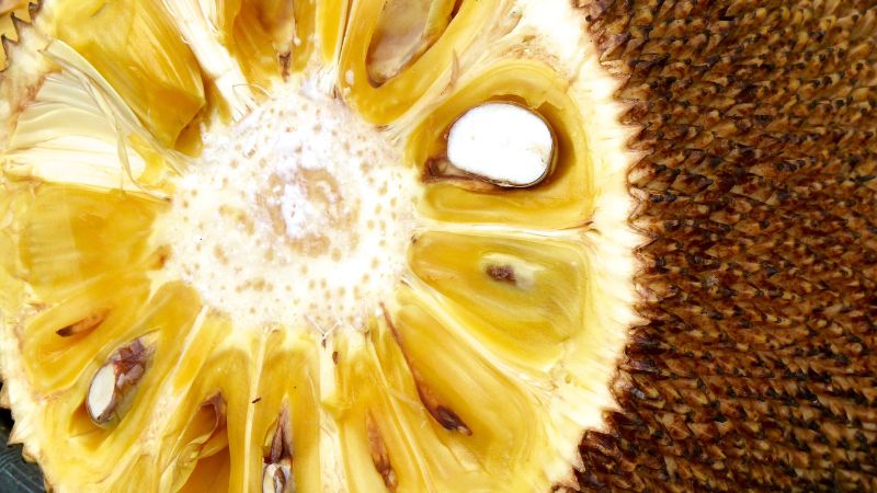 Giá mít Thái hôm nay 30/03/2023