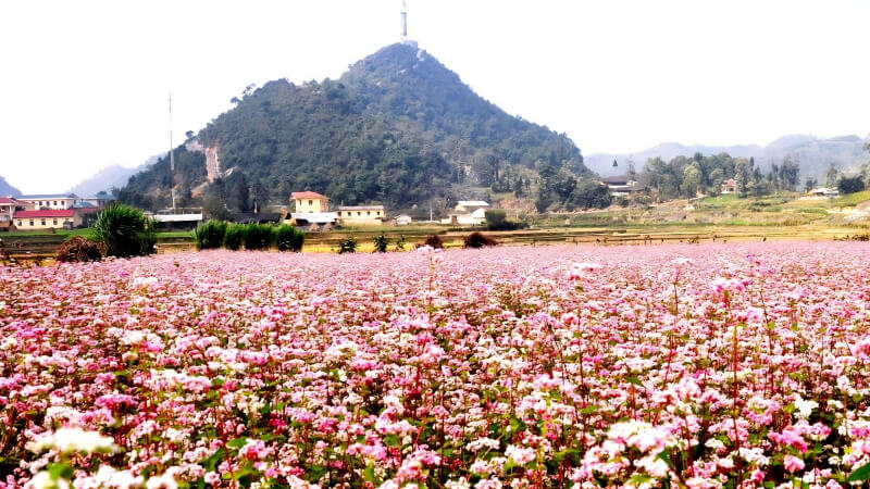 Vườn hoa tam giác mạch (Hà Giang)